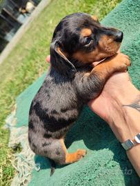 Bassotto nano cuccioli