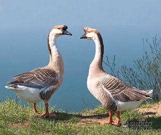 Oca Cignoide