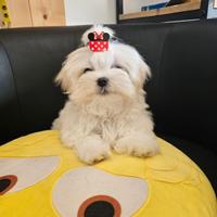 Maltipoo mini