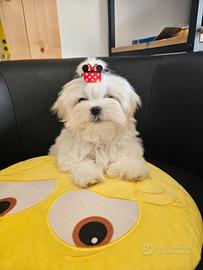 Maltipoo mini