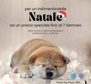 Cuccioli di Shiba inu con pedegree Enci