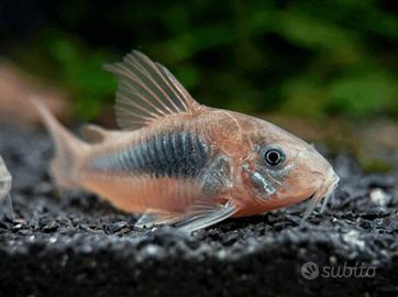Corydoras aeneus Chioggia(VE) Non spedisco