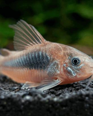 Corydoras aeneus Chioggia(VE) Non spedisco