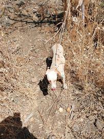Cane per coniglio