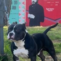 American Bully maschio
