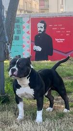 American Bully maschio