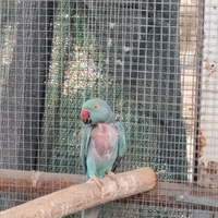 Parrocchetto dal collare