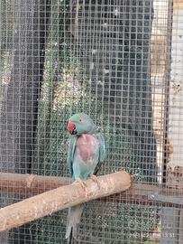 Parrocchetto dal collare