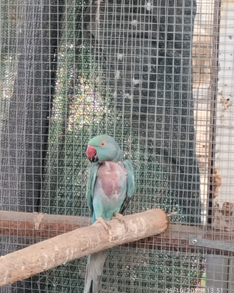 Parrocchetto dal collare