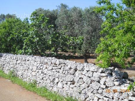 Trullo monocono in 86 are uliveto - Vista 5