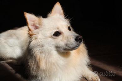Winny, cagnolino spitz/volpino