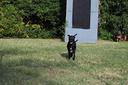 cucciola-pit-bull-con-pedigree-anche-a-rate