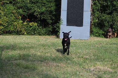 Cucciola Pit Bull con pedigree anche a rate