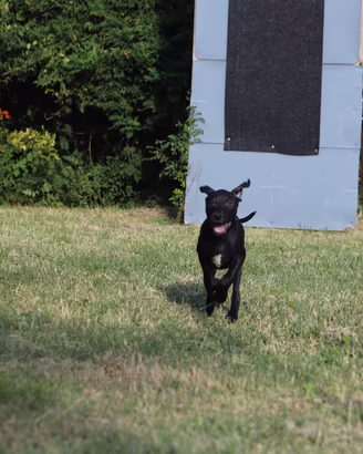 Cucciola Pit Bull con pedigree anche a rate