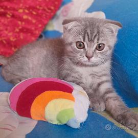 Cuccioli Scottish fold e Scottish straight