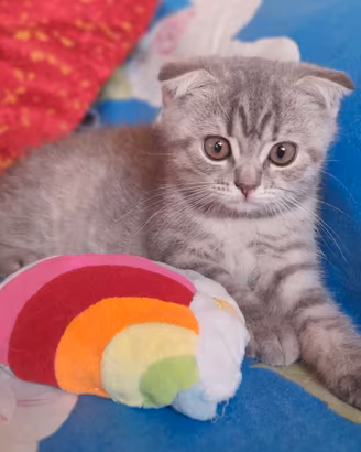 Cuccioli Scottish fold e Scottish straight