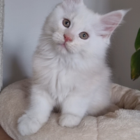 Cucciolo di Maine Coon con pedigree