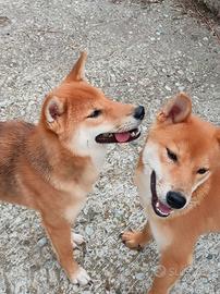 Shiba Inu cucicoloni