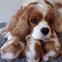 Cavalier king cuccioli