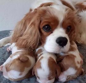 Cavalier king cuccioli