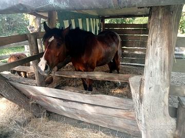 Cavallo