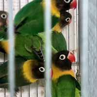 Agapornis personatus