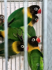 Agapornis personatus