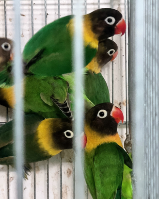 Agapornis personatus