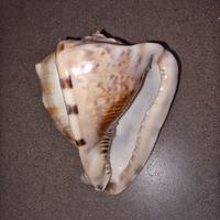 Conchiglia Elmo rossa (Cypraecassis rufa).