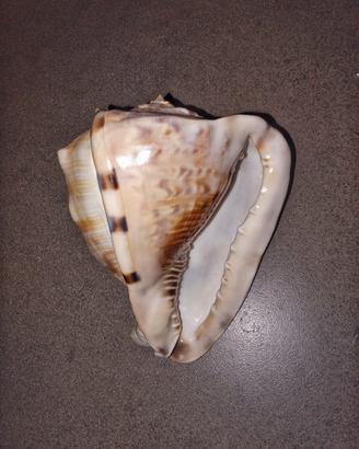 Conchiglia Elmo rossa (Cypraecassis rufa).