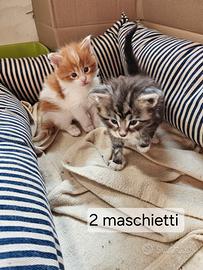 Cuccioli di maine coon