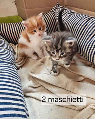 Cuccioli di maine coon