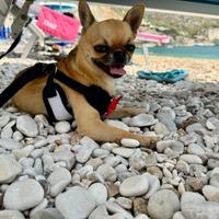 Chihuahua per monta
