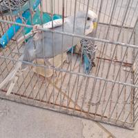Cocorite