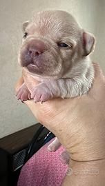 Bulldog francesi