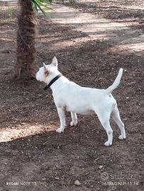 Bull terrier