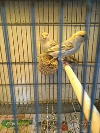 Coppia canarini eumo