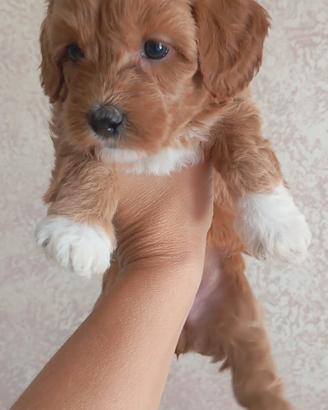 Cuccioli di maltipo