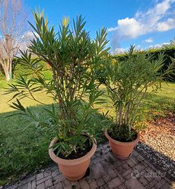 Grandi oleandri in vaso
