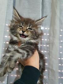Maine coon