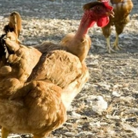 Galline collo nudo