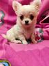 chihuahua-bianco-maschio-pelo-lungo-mini-toy