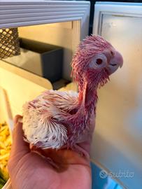 Cacatua Roseicapilla lutino