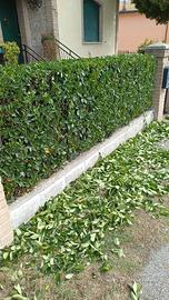 Pulizia del giardino 