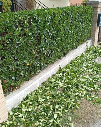 Pulizia del giardino 