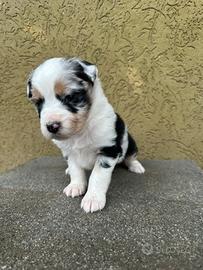 Pastori Australiani Cuccioli