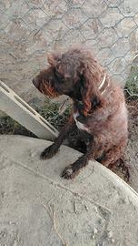 Lagotto romagnolo