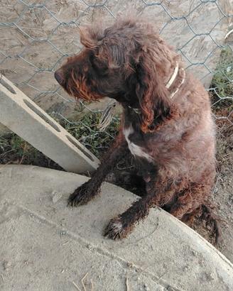 Lagotto romagnolo
