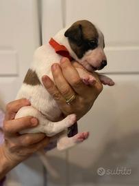 Dolcissimi Cuccioli Whippet