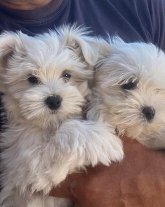 Maltesi & maltese